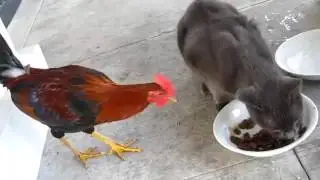 Петух отбирает еду у кота