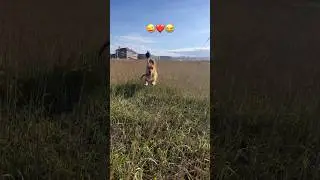 Who's jumping in the grass?))) #animals #pets #dog #funnyvideo