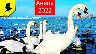 Первые лебеди в Анапе 2022 