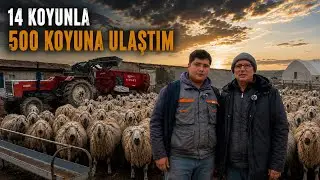 IT STARTED WITH 14 SHEEP AND REACHED 500 SHEEP IN 7 YEARS.
