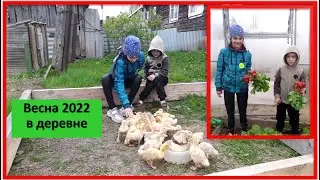 Алиса с братом у бабушки. Кормим утят и собираем редиску.