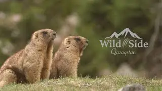 Весна приходит в горы. Видео для души и медитации.
