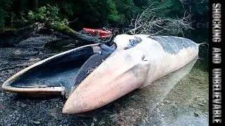 МАССОВОЕ САМОУБИЙСТВО КИТОВ В ЧИЛИ