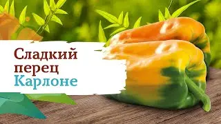 Sweet pepper Carlone