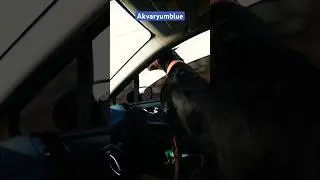 Arabada yolculuk yapan doberman #shorts #doberman #doglover #dog