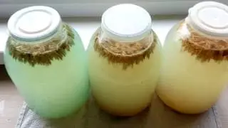 Березовый квас из овса, ячменя и пшеницы. Витаминный коктейль