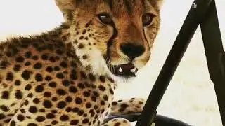 Cheetah jump into the car (когда гепард запрыгнул к тебе в машину)