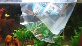 Cei trei pestisori