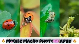 How to shoot Macro Photos with smartphone without using any lens - Double S Photography