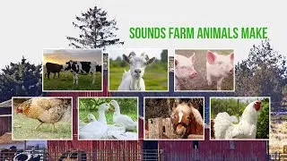 Sounds Farm Animals Make
