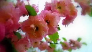 Мир моими глазами. ВЕСНА!.wmv