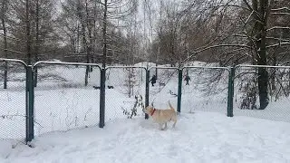 ДЕНЬ НАСЫЩЕННЫЙ ПРАЗДНИКАМИ/ ЛУЧШИЙ ПОДАРОК МУЖУ/ СОБАЧЬЯ ЖИЗНЬ