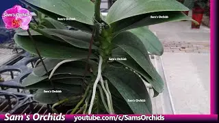 Huge Phalaenopsis orchids in the orchid nursery.