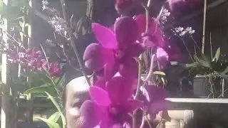 kawok wiwik sedang live sekarang!