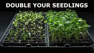 BIGGEST Mistake When Thinning Seedlings