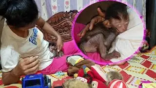 Newborn monkey Annie, Mom nursing Annie until sleep. Annie sleep in mom's chest very well!