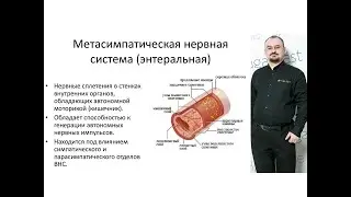 Метасимпатическое нервное сплетение – что это такое?