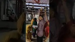 kela mata mandir 🛕 i