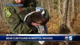 Bear cub rescued in Bristol woods