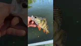 Рибалка спінінгом на окуня і головня #сержкорнєв #fishing #гадяч #спінінг #україна