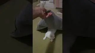 #котобудни #обедве #маизаируна