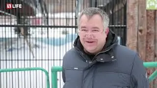 Бродячий мишка из Красноярска