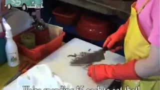 Eating live octopus in South Korea.