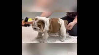 Zamur I 8w old male English Bulldog Puppy