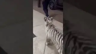 El Nini con su tigre sultán