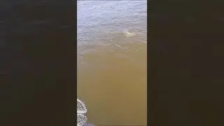Захватывающее приключение на Волге. Охота на сазана