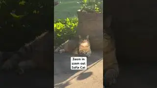 ZOOM IN ZOOM OUT SOFIE CAT #shortvideo #youtubeshorts #tabbycat #catvideo #catlife #catlover #cat