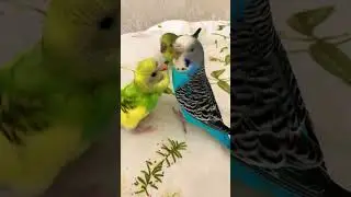 Семейка #bird #cute #parrot #попугаи