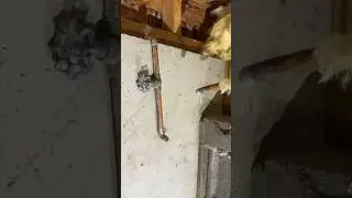 Copper Solder Joint Fail, WHY? #plumbing