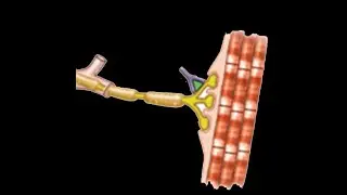 Neuromuscular Disorders in ICU Overview_Dr Pradeep Rangappa