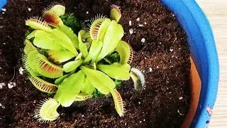 ME COMPRO DOS PLANTAS CARNIVORAS!!!