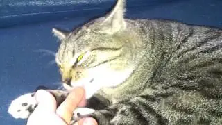 sweet cat licking finger - süsse katze leckt finger ab [1080p]