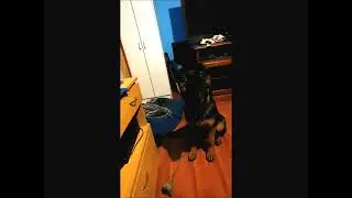 German Shepherd reacts to fart
