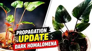 Black Homalomena Propagation Result