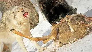 Grey Wolf (Canis lupus) feeds on deer in Canada: HD video
