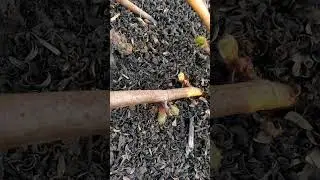Виноград из косточки. Нормировка. 4 год роста. Как вырастить виноград?