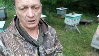 И  молодые  матки  бывают  не  качественные .