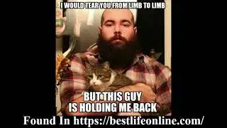 ~Cat Memes~