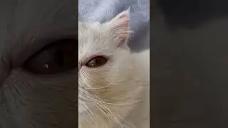 Тренды#котики#рекомендации#shorts