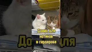 Всё ради хвостатых 😻 