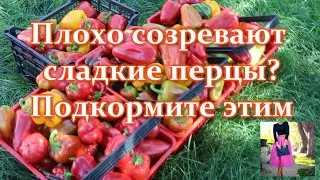 Don't forget to do this! Sweet peppers: how to speed up ripening in open ground or a greenhouse