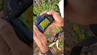 Manual Mode Photo shoot Canon camera #photoshoot #canon #camera #photography #ytshorts #trending