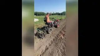 Копаем картофель