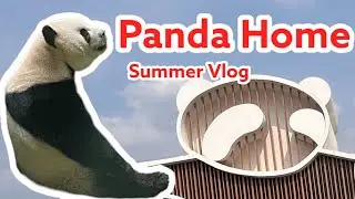 Panda Home   ( Chengdu Panda Breeding Research Center )