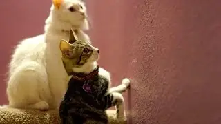 Introducing a Kitten to an Older Cat (Part 2) 新舊貓相處(如何將新貓介紹給舊貓認識?)2/2