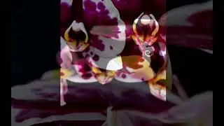 The Night Orchids